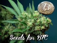 Buy Marijuana Seeds image 3